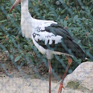 Maguari stork (Ciconia maguari)