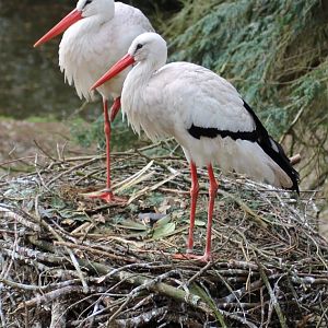 White stork (Ciconia ciconia)