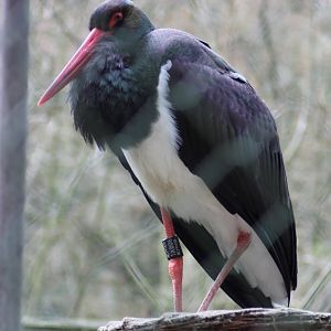 Black stork (Ciconia nigra)