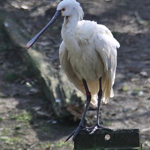 Eurasian spoonbill (Platalea leucorodia)