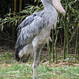 Shoebill (Balaeniceps rex)