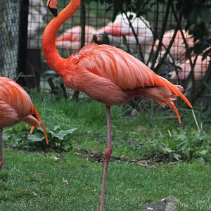 American flamingo (Phoenicopterus ruber)