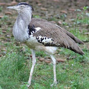 Kori bustard (Ardeotis kori)