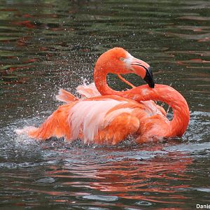 American flamingo (Phoenicopterus ruber)