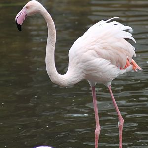 Chilean flamingo (Phoenicopterus chilensis)