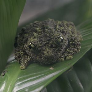 Vietnamese mossy frog