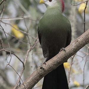 Red-crested turaco