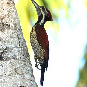 Fireback woodpecker