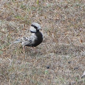 Male Ashy-crowned sparrow lark