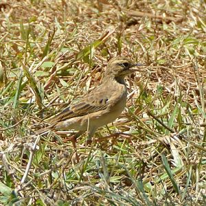 Rufous-winged bushlark ?