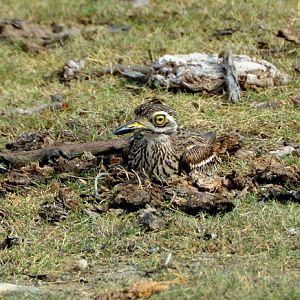 Nesting Great thick-knee