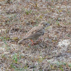 Female Ashy-crowned sparrow lark