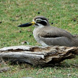 Beach thick-knee