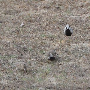 Ashy-crowned  sparrow larks
