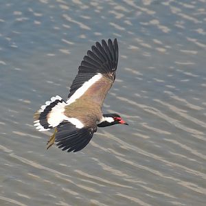 Red-wattled lapwing