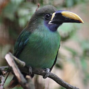Blue-throated toucanet (Aulacorhynchus caeruleogularis)