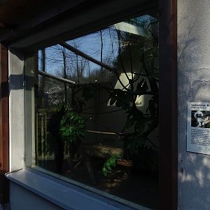 Krakow Zoo 04/2019: Cotton tamarin indoor enclosure