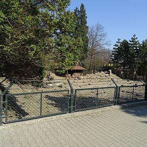Krakow Zoo 04/2019: Barbary sheep enclosure
