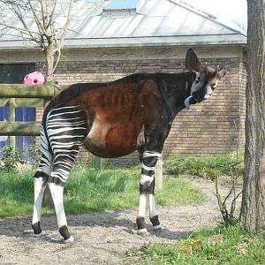 Okapi 30 March 2019
