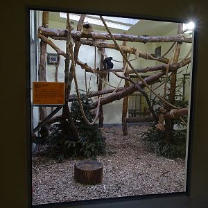 Krakow Zoo 04/2019: Javan Lutung indoor enclosure (Monkey House)