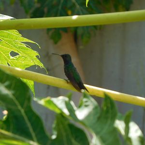 Panamanian hummingbird
