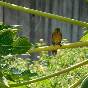 (Female) Tanager?