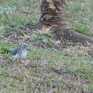 Spotted sandpiper (Actitis macularius)