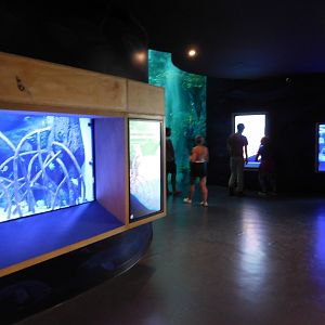 Biomuseo Aquarium