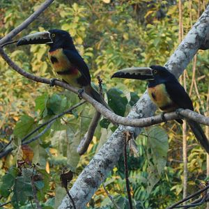 Collared araçaris (Pteroglossus torquatus)