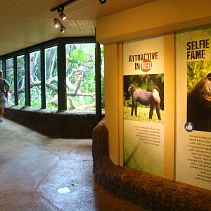 SPH Foundation Conservation Centre - Celebes Crested Macaque