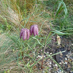 Fritillary. 30 March 2019