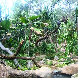 SPH Foundation Conservation Centre - Celebes Crested Macaque