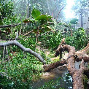 SPH Foundation Conservation Centre - Celebes Crested Macaque