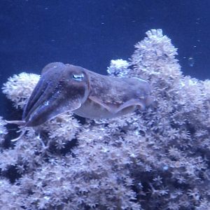 Can sombody identify