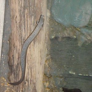 Can sombody identify