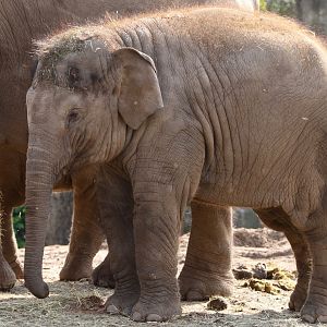 Indali, 6 April 2019