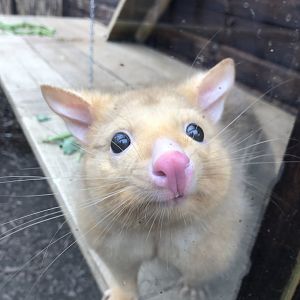 Tasmanian brushtail possum