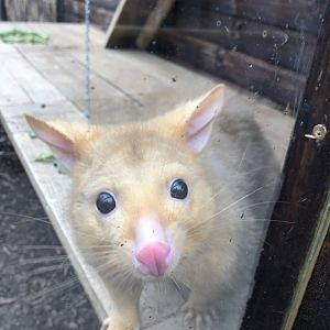 Tasmanian brushtail possum