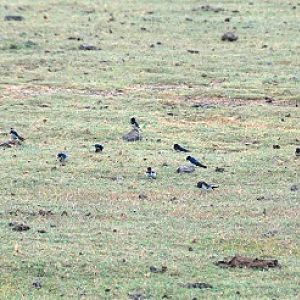 Resting barn swallows
