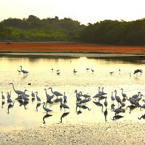Egrets at sunset