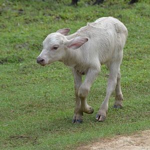 White water buffalo calf