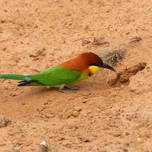 Chestnut-headed bee-eater at nest hole