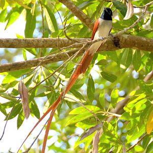 Male Paradise flycatcher