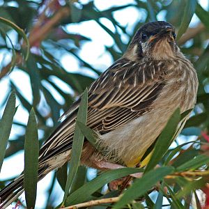 Immature Singing honeyeater?