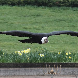 Andean condor (Vultur gryphus)