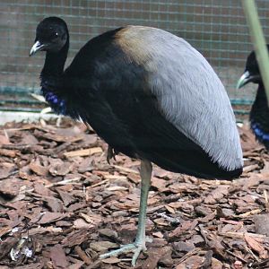 Grey-winged trumpeter (Psophia crepitans)