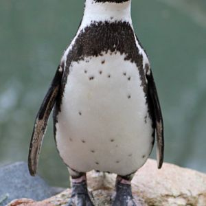Humboldt penguin (Spheniscus humboldti)