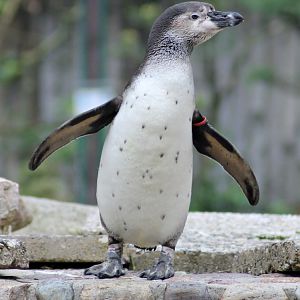 Humboldt penguin (Spheniscus humboldti)