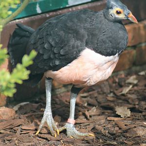 Maleo (Macrocephalon maleo)