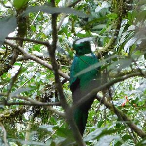 Resplendent quetzal  (Pharomachrus mocinno)